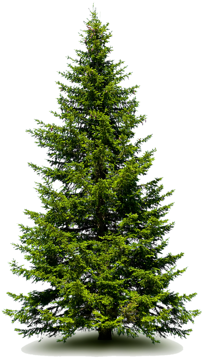 3724537 Orig - Fraser Fir Tree (635x800), Png Download