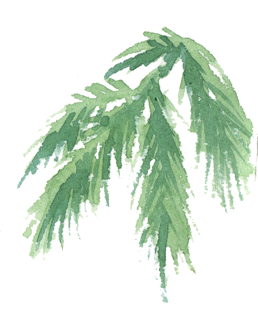 Hand Painted Coniferous Branches Watercolor Transparent - Leaf (1024x1278), Png Download