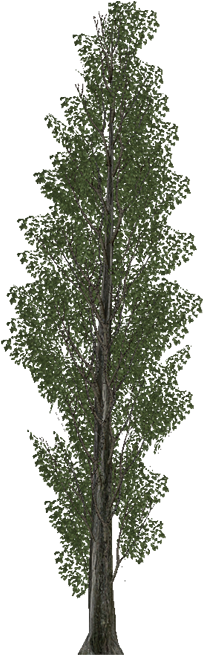 Poplar - Plantas Para Cerca Viva Murta (700x698), Png Download