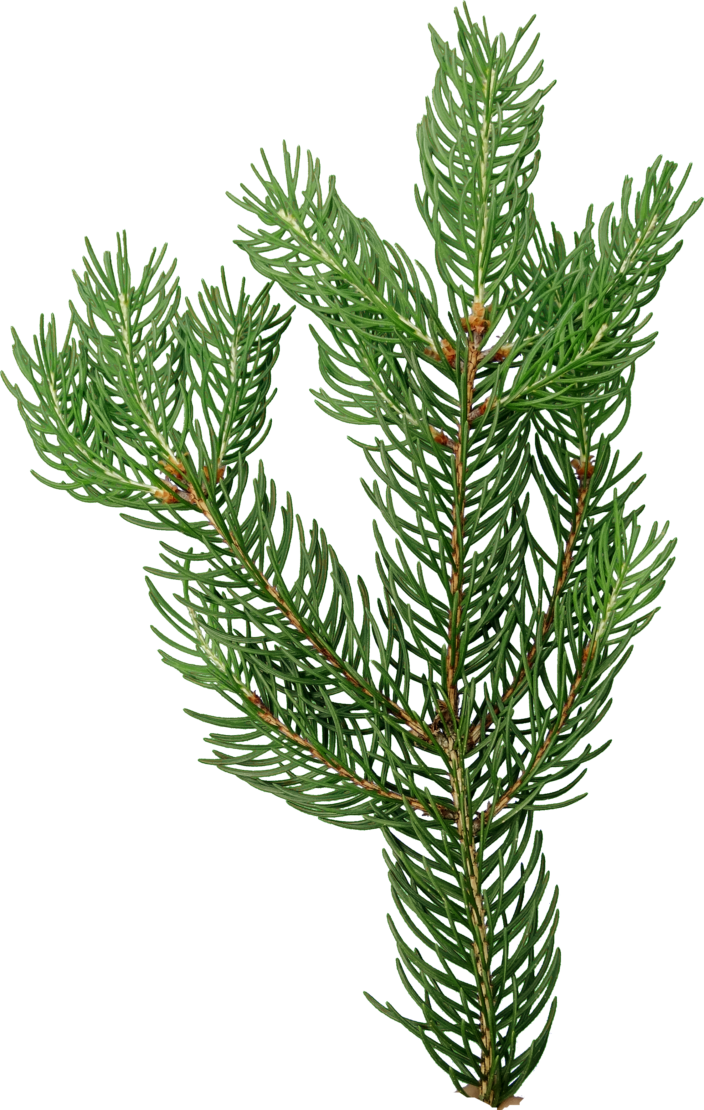 Game Textures - Christmas Tree (2249x3544), Png Download