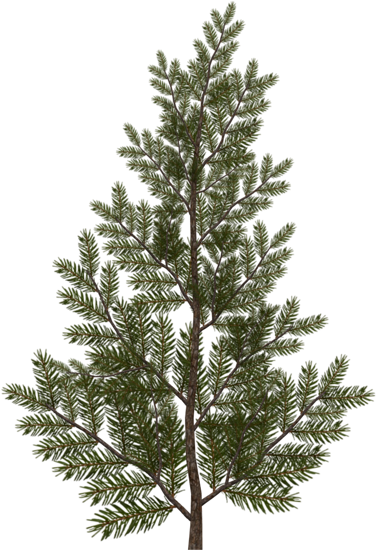 Evergreen Branch Png (1080x1080), Png Download