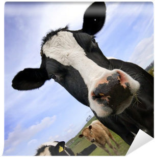 Cattle (400x400), Png Download