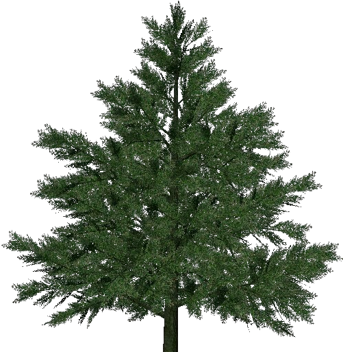 3d Trees - Pine - Pine Tree For Christmas (750x527), Png Download