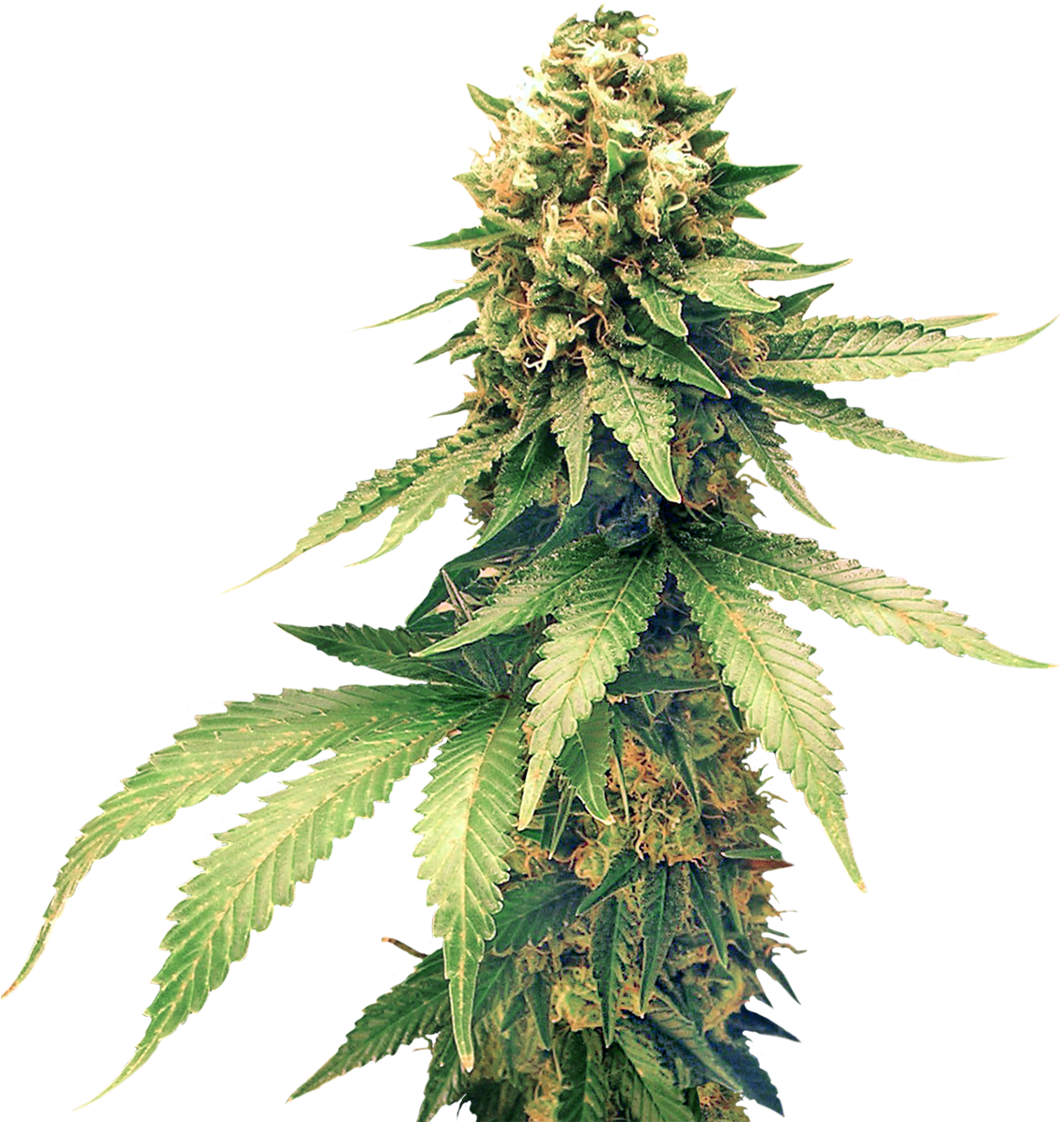 Cannabis Png Clipart - Hemp (1200x1372), Png Download