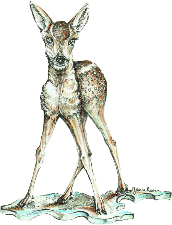 Hand Drawn Illustration - Roe Deer (690x868), Png Download