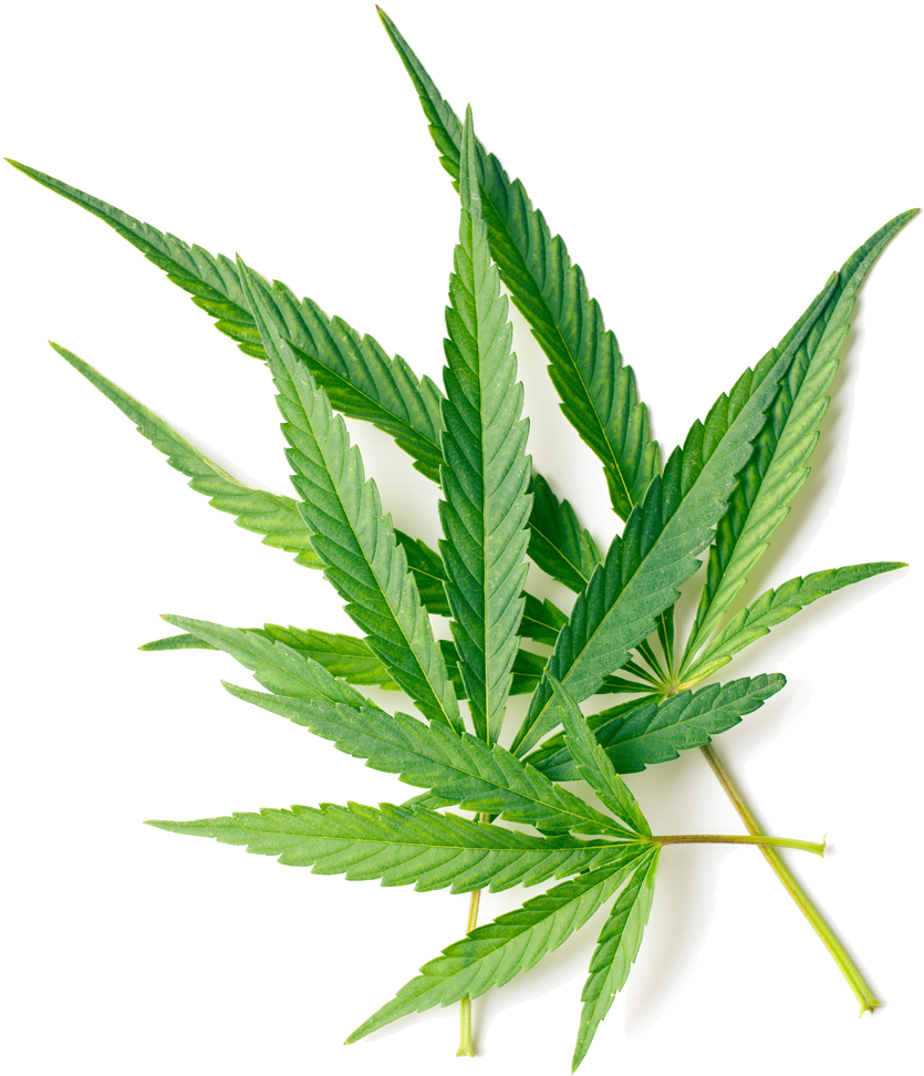 Herb Image - Ekamedica Maść Kremowa Konopna 200ml (1000x1325), Png Download