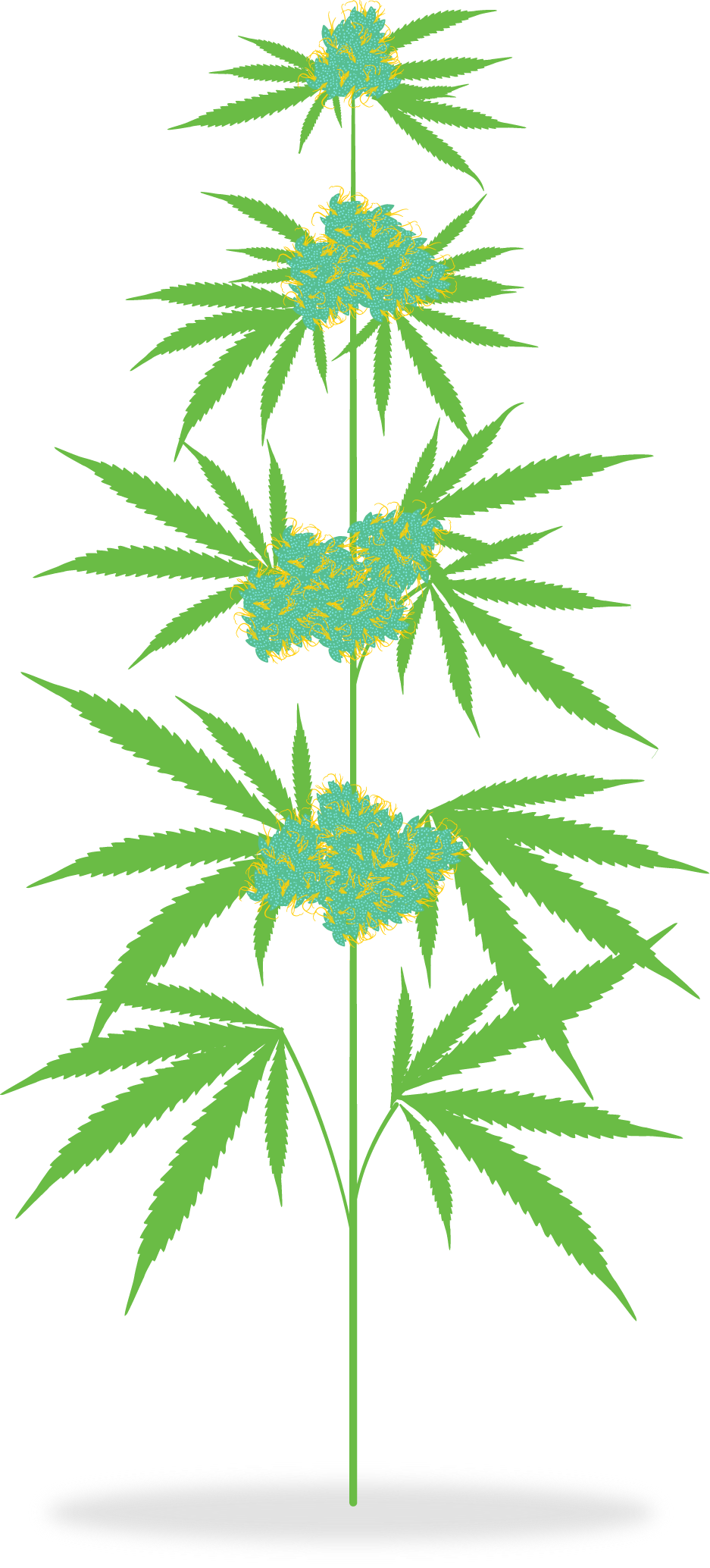 How Is Marijuana Medicine - Cannabis Clipart Png Transparent (937x2068), Png Download