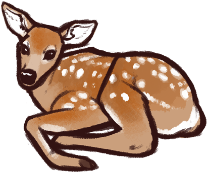 Fawn (500x444), Png Download