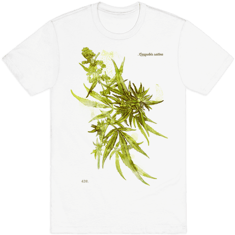Cannabis Botanical Illustration Mens T-shirt - Cannabis Botanical Illustration (484x484), Png Download