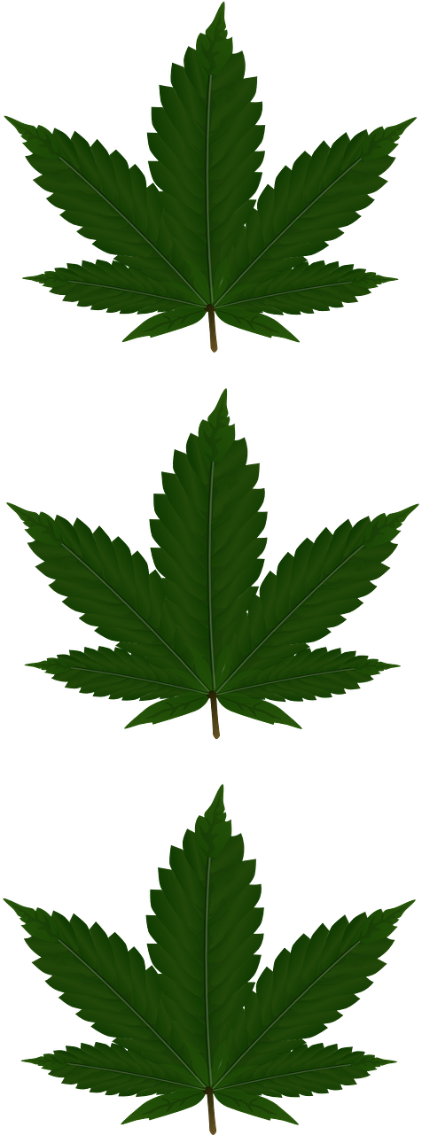 Cannabis Leaves Three - Addicted, Addidas Phone Case - Iphone 4/4s (640x1280), Png Download