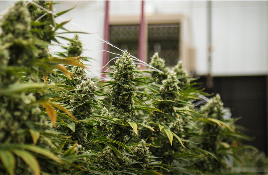 Cresco Labs Scales Up Cannabis Operations To Enter - Cresco Labs, Llc (1024x695), Png Download