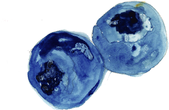 My Process Included Sketching The Illustration Out - Bilberry (680x478), Png Download