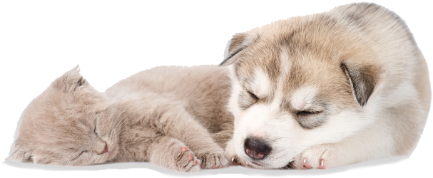 Sleeping Dog And Cat - Sleeping Puppy Png (618x265), Png Download