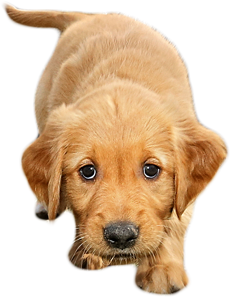 Png File - Dogs With Transparent Background (475x600), Png Download