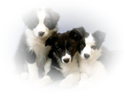 Puppies Black White - Border Collie Cachorros (400x300), Png Download