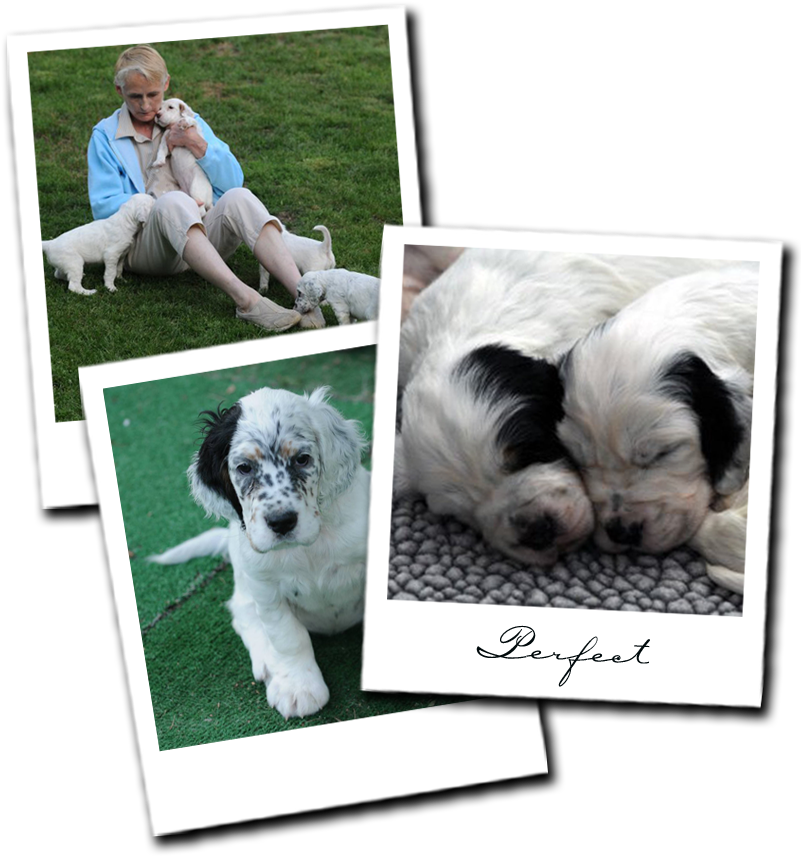 Setter (801x900), Png Download