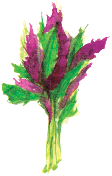File - 觀音菜longevityspinach - Canterbury Bells (386x605), Png Download