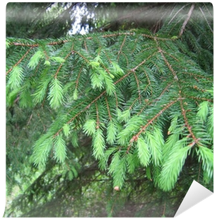 Closeup Picture Of Pine Tree Branch - Tree (400x400), Png Download
