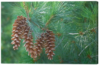 Pine Cones Hanging From A Pine Tree Branch Canvas Print - Pine Cones Hanging From Branch (400x400), Png Download