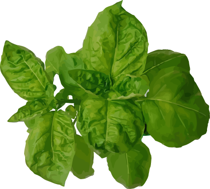 Sweet - Does Basil Look Like (427x384), Png Download