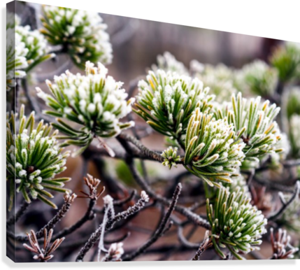 Closeup Of Pine Tree Branch In Field Of Kemeri Moor - Pond Pine (429x386), Png Download