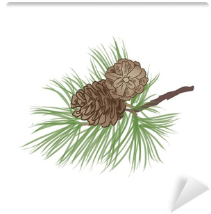 Pine Tree Branch - Pine Cone O Branch (400x400), Png Download