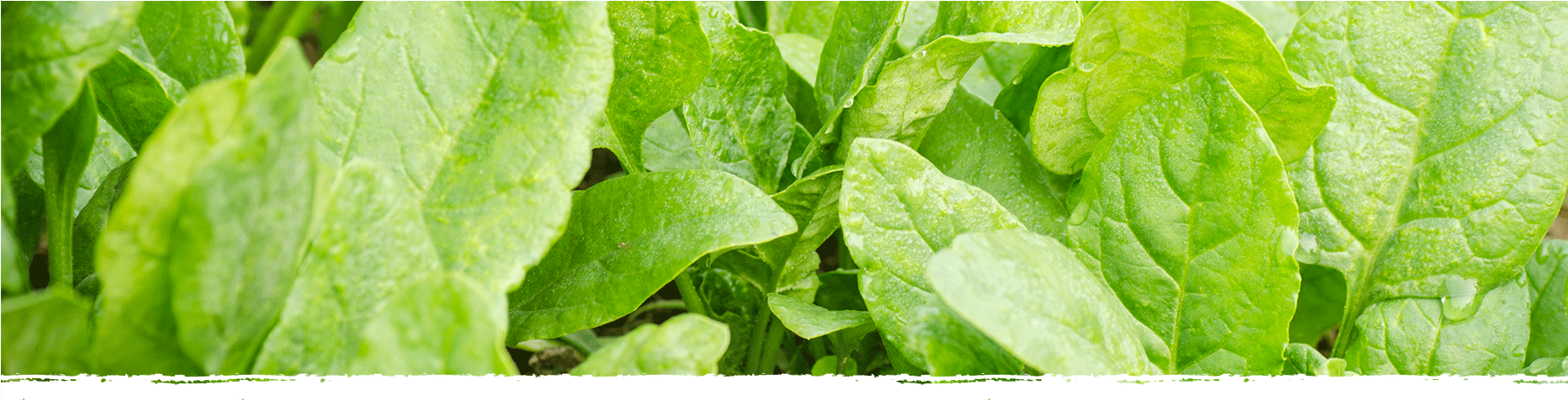 Cad Web Spinach 1800×600 - Spinach (1800x600), Png Download