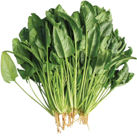 Commercial Seeds / Leafy / F1 Hybrid Spinach - Spinach (510x510), Png Download