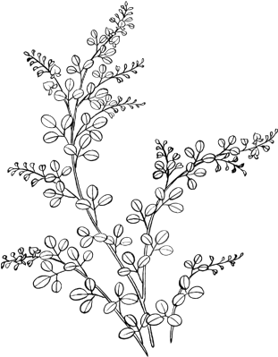 Flower Doodle Png - Flower Doodles Png (373x424), Png Download