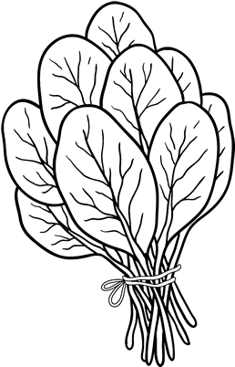 Colouring Pictures Of Spinach (600x470), Png Download