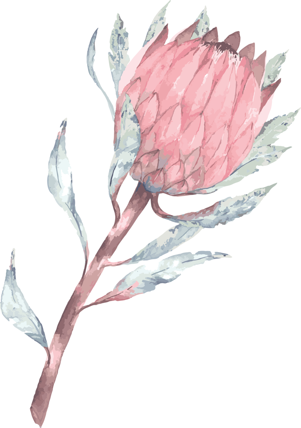 Protea - Phone Wallpaper Protea (1000x1422), Png Download