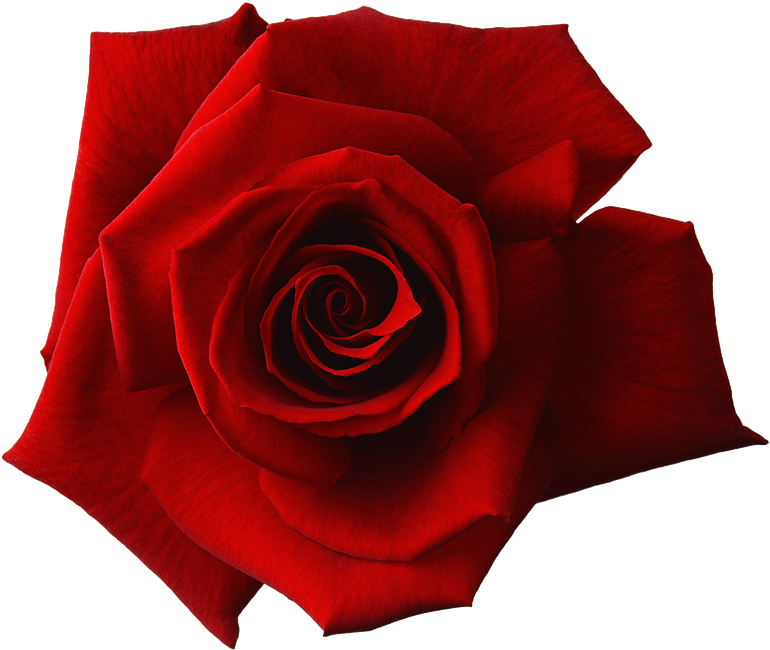 Loose - Rose Close Up Png (960x720), Png Download