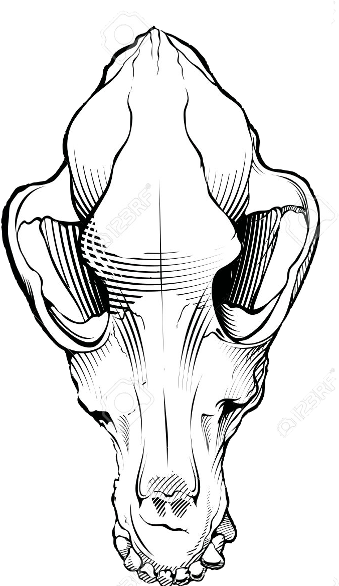 Dog Skull Black And White Free Dog Skull Clipart Black - Animal Jam Clans (701x1201), Png Download