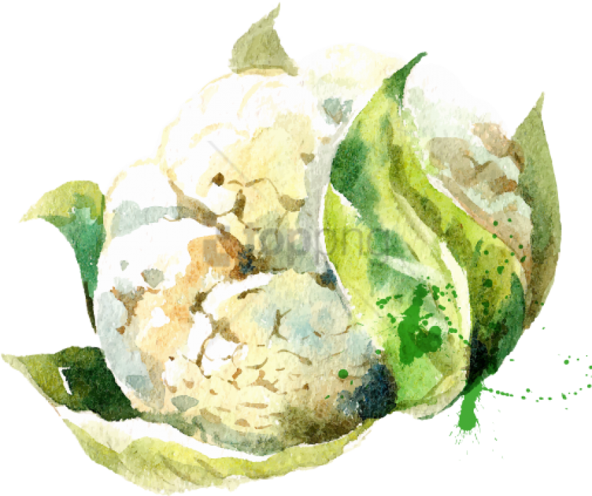 Vector Vegetables Watercolor - Watercolor Vegetables Stock Vector (504x504), Png Download