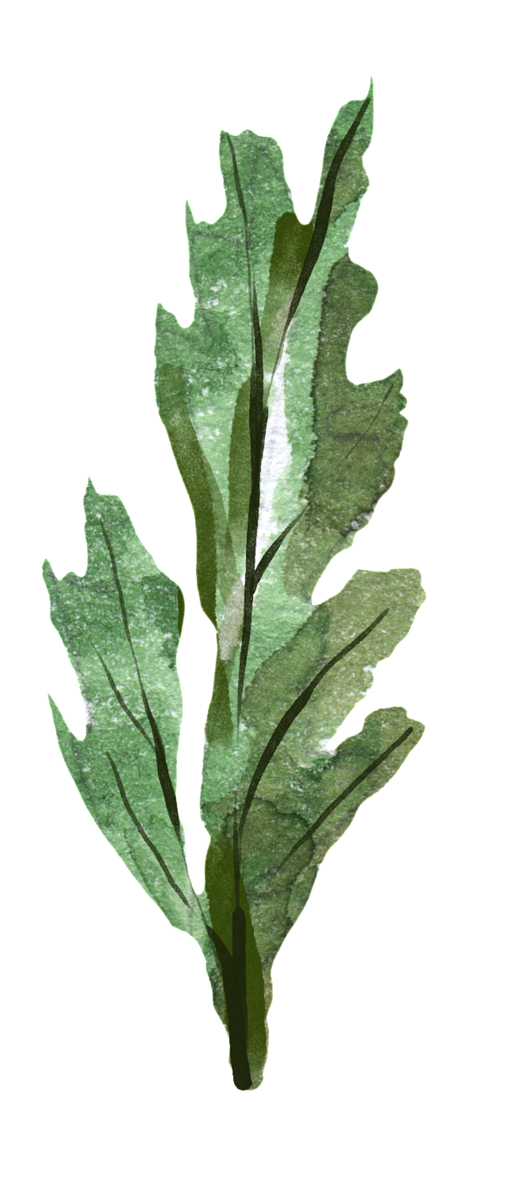 Simple Hand Painted Green Flower Branch Decoration - Chard (1024x2312), Png Download