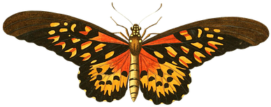 Butterfly, Animal, Insect, Isolated - Memory Book Belongs To: ________________________________ (453x340), Png Download