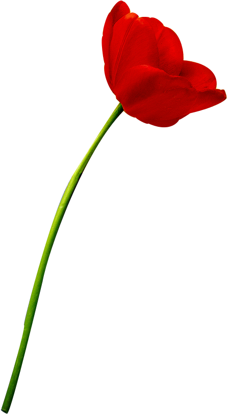 X - Tulipe Rouge (592x913), Png Download