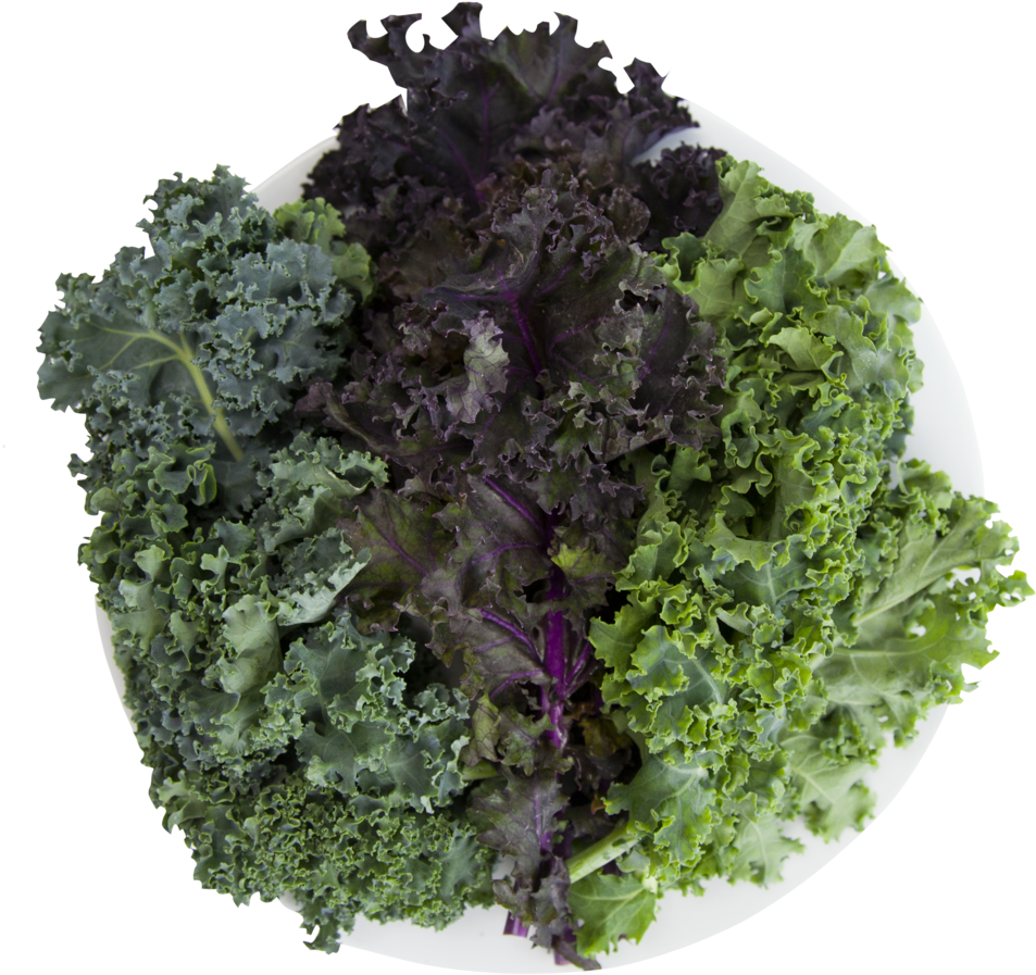 Kale - Curly Kale (1000x1000), Png Download
