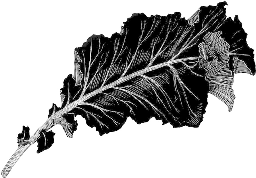 Kale - Portable Network Graphics (1000x718), Png Download