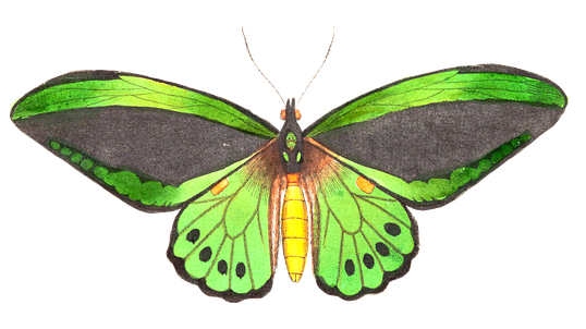 Butterfly, Animal, Insect, Isolated - Vision Studio - Butterfly Prose Ii Canvas (572x340), Png Download