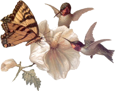 Clip Art Graphics - Butterfly And Hummingbird Clip Art (402x331), Png Download