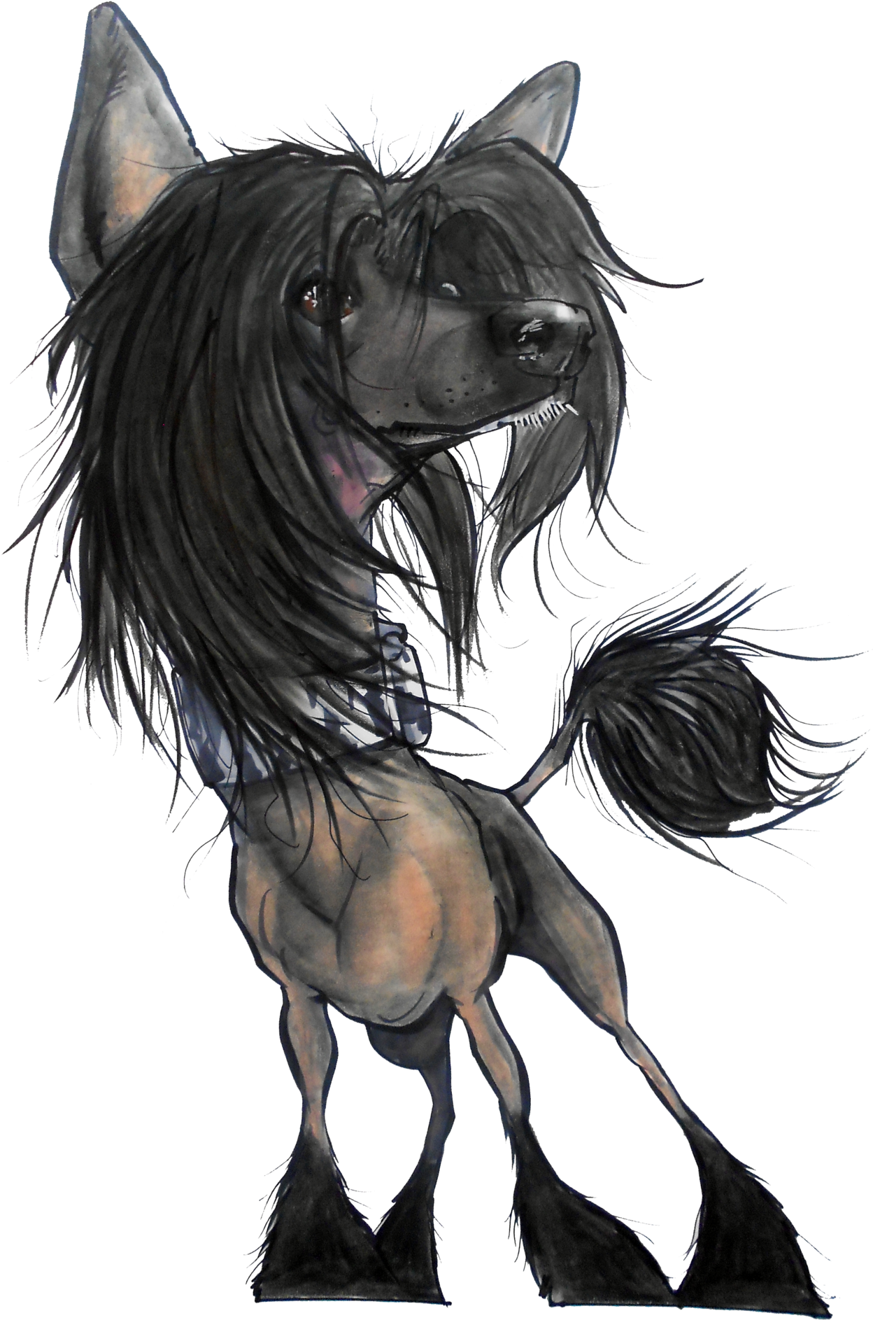 Basic Pet Portrait By John Lafree Johnlafree - Chinese Crested Dog (1536x2048), Png Download