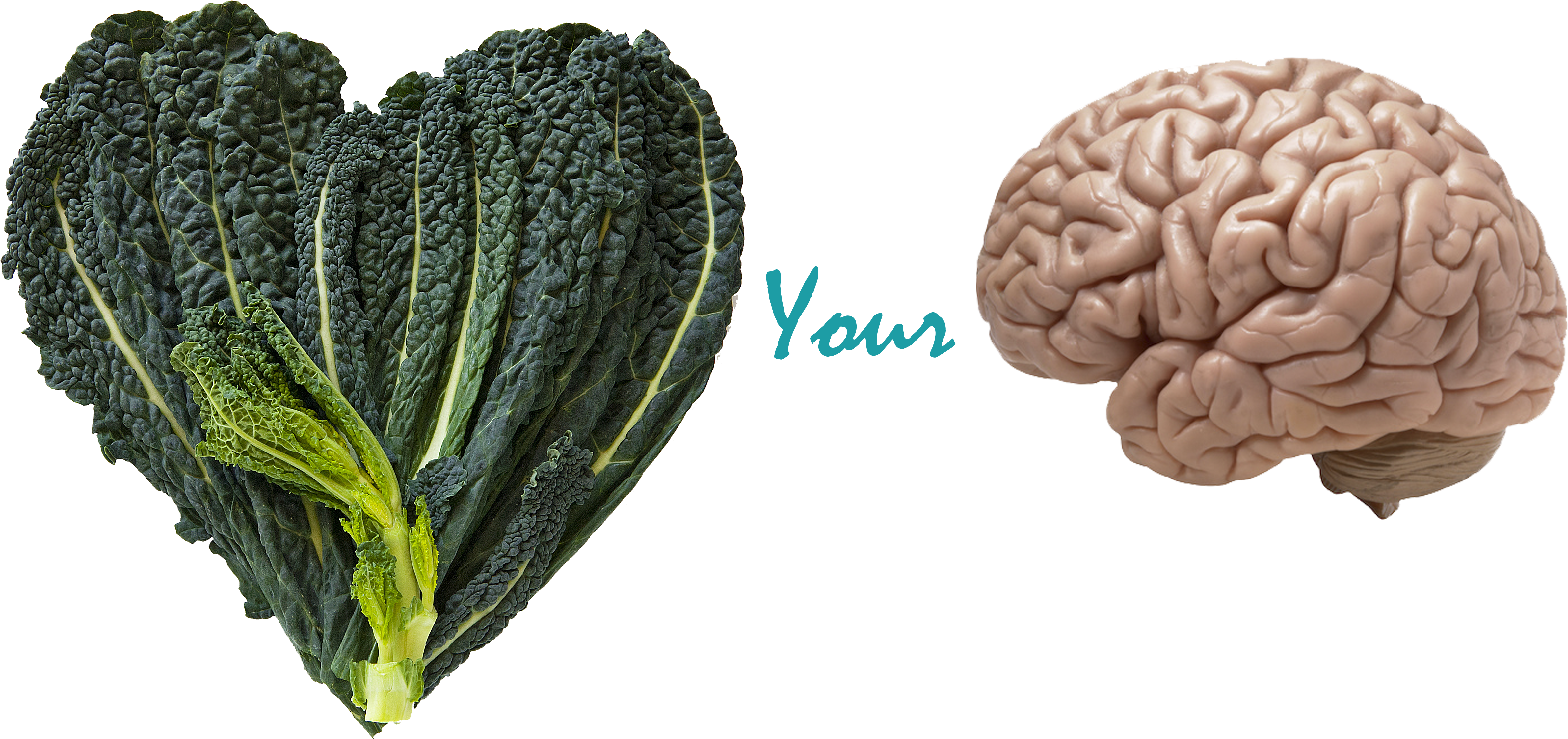 Benefits Of Kale & Your Brain - Eat Local Dekalb Sticker (4979x3328), Png Download