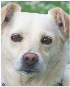 Dog Face Close-up Poster - Blond Dog Portrait Framed Art Print - Scoop Black Mini (500x500), Png Download