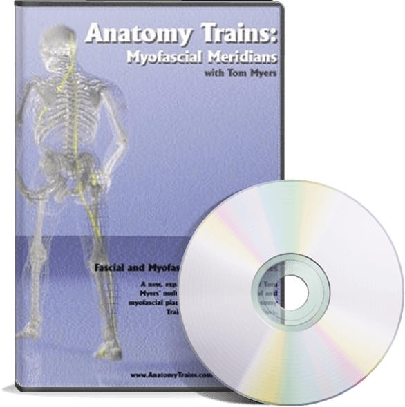 Myofascial Meridians - Anatomy Spiral Line Train (586x589), Png Download