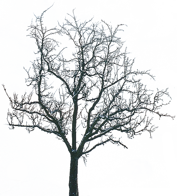 What You Need In Winter For Trend - Transparent Winter Tree Png (577x639), Png Download