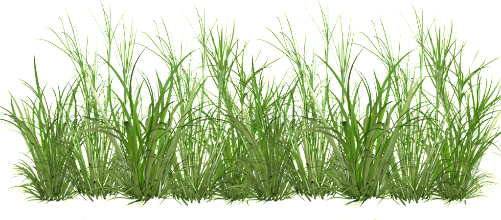 Grass Cartoon Transparent - Кусты Пнг (1024x450), Png Download
