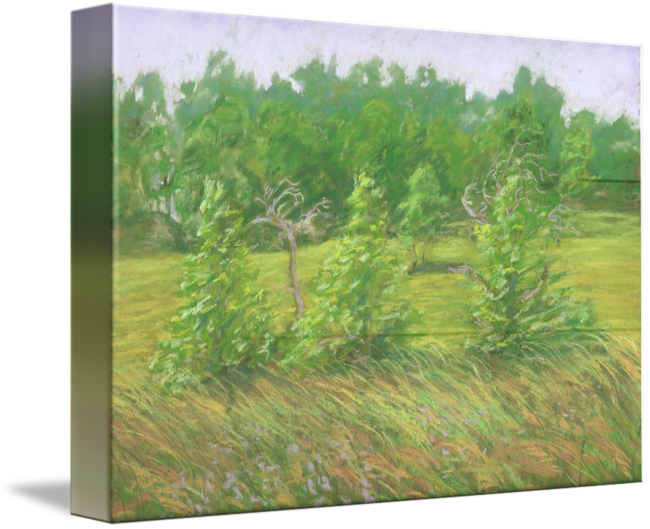 Windy Grass (650x529), Png Download