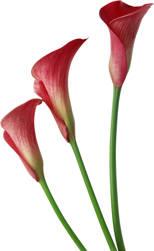 Abc Duendes Png - Red Calla Lily Flower (491x800), Png Download