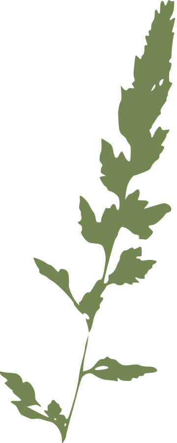 Free Vector Canary Grass Clip Art - Grass Clipart (246x604), Png Download